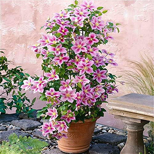 2 X Clematis Piilu (Waldrebe) - Lavendelrosa/Pink | 2-er set Mehrjährig blühende Kletterpflanze - Winterhart - 2 X 1,5 Liter Töpfe von ClematisOnline