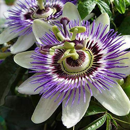 2 X Passionsblume - 2-er set Passiflora caerulea | Mehrjärige blühende Kletterpflanzen - Winterhart & Immergrün - 2 X 1,5 Liter Topf von ClematisOnline