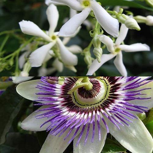 2-er set: 1 x Passionsblume (Blau) + 1 x Sternjasmin (Weiβ) | Immergrün, Duftend und Winterhart - Mehrjärige blühende Kletterpflanzen- 2 X 1,5 Liter Topf von ClematisOnline