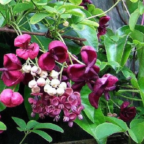 2 x Akebia Quinata Pflanzen (Immergrün) - Fingerblättrige Klettergurke/Schokoladenwein/Akebie - Mehrjährig und Winterhart | 2 x 1,5 Liter Töpfe von ClematisOnline