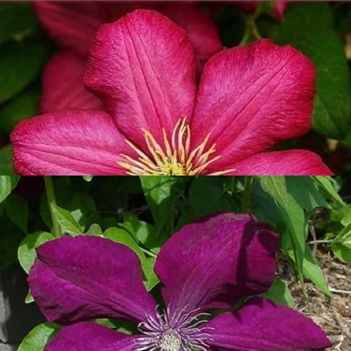 2 x Clematis Kletterpflanzen: Clematis Rouge Cardinal & Clematis Ville de Lyon - Samtrot und Karminrot, Mehrjährig & Winterhart | 2 x 1,5 Liter Töpfe von ClematisOnline
