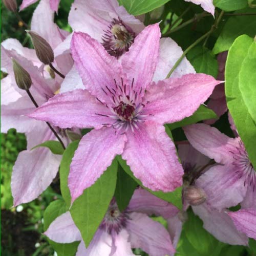 2 x Clematis hagley Hybrid (Waldrebe) - 2-er set Kletterpflanzen - Rosa, Mehrjährig blühende Kletterpflanzen & Winterhart | 2 x 1,5 Liter Töpfe von ClematisOnline