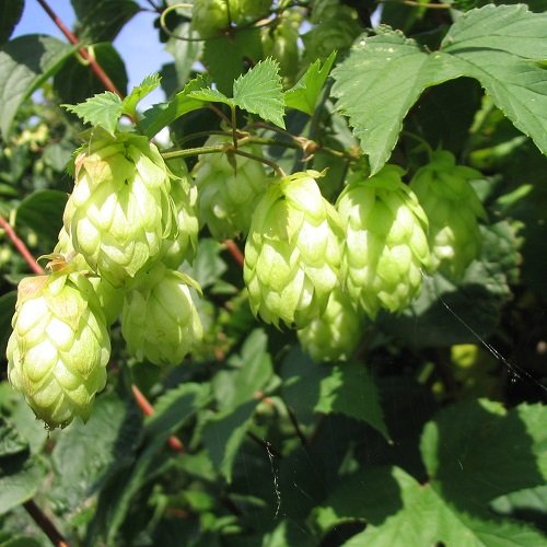 2 x Hopfen - 2-er set Humulus lupulus (Weiblich - Wilder Hopfen - Bierhopfen) - Stark wachsende, Mehrjährige Kletterpflanze und Winterhart | 2 x 1.5-Liter Topf von ClematisOnline