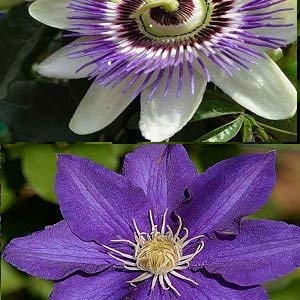 2 x Kletterpflanzen: Clematis The President & Passionsblume - Blau, Mehrjährig &Winterhart | 2 x 1,5 Liter Töpfe von ClematisOnline