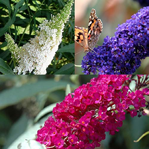 3 X Sommerflieder-Sortiment: 3-er set Schmetterlingsflieder/Buddleja, Duftend und Winterhart | Je eine Pflanze Buddleia davidii 'Empire Blue', 'Royal Red' und 'White Profusion ' | 3 X 1,5 Liter Topf 3 X Sommerflieder-Sortiment: 3-er set Schmetterlingsflieder/Buddleja, Duftend und Winterhart | Je eine Pflanze Buddleia davidii 'Empire Blue', 'Royal Red' und 'White Profusion ' | 3 X 1,5 Liter Topf von ClematisOnline
