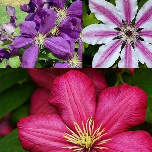 3 x Clematis Kletterplanzen Mix (3 Pflanzen): 3 kaufen/2 bezahlen - Blumen: Blau (Jackmanii), Rosa/Weiβ (Nelly Moser) & Rot (Ville de Lyon) | Mehrjährig & Winterhart | 3 x 1,5 Liter Töpfe von ClematisOnline