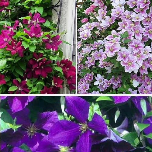 3 x Clematis Kletterplanzen Mix (3 Pflanzen): 3 kaufen/2 bezahlen - Blumen: Rot (Rouge Cardinal), Rosa/Weiβ (Piilu) & Blau (Jackmanii) | Mehrjährig & Winterhart | 3 x 1,5 Liter Töpfe von ClematisOnline