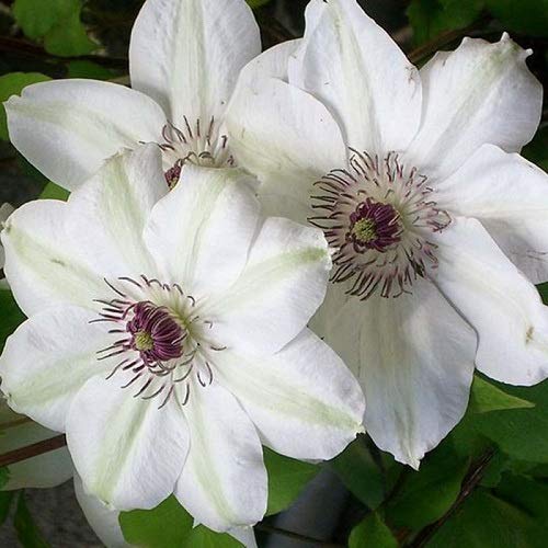 3 x Clematis Miss Bateman Kletterpflanzen: 3 kaufen/2 bezahlen - Weiß, Mehrjährig & Winterhart | 3 x 1,5 Liter Topf von ClematisOnline