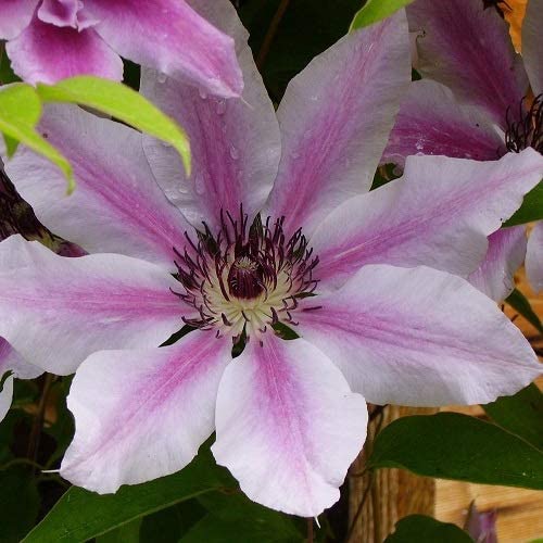 3 x Clematis Nelly Moser (Waldrebe) | 3 x Kletterpflanzen - Rosa, Mehrjährig & Winterhart | 3 x1,5 Liter Topf von ClematisOnline