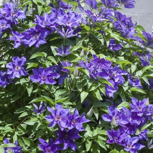 3 x Clematis The President (Waldrebe-Kletterpflanze): 3 kaufen /2 bezahlen - Blau, Mehrjährig & Winterhart - Mehrjährige blühende Kletterpflanzen | 3 x 1,5 Liter Töpfe von ClematisOnline
