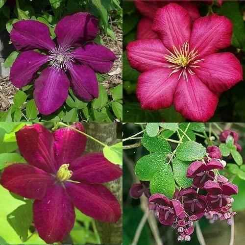4 x Kletterpflanzen - Rot mix - 4 Pflanzen kaufen / 3 bezahlen - Clematis Mehrjährig und Winterhart - Clematis Rouge Cardinal/Ville de Lyon/Voluceau/Akebia | 4 x 1,5 Liter Töpfe 4 x Kletterpflanzen - Rot mix - 4 Pflanzen kaufen / 3 bezahlen - Clematis Mehrjährig und Winterhart - Clematis Rouge Cardinal/Ville de Lyon/Voluceau/Akebia | 4 x 1,5 Liter Töpfe von ClematisOnline