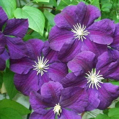 Clematis Etoile Violette (Waldrebe) - Kletterpflanze - Dunkelviolett, Mehrjährig und Winterhart | 1,5 Liter Topf von ClematisOnline