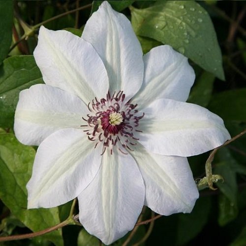 Clematis Miss Bateman - Kletterpflanze - Weiß, Mehrjährig & Winterhart - 1,5 Liter Topf | ClematisOnline von ClematisOnline