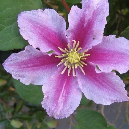 Clematis Piilu - 1,5 Liter Topf - Mehrjährig rot blühende Kletterpflanze & Winterhart | ClematisOnline von ClematisOnline