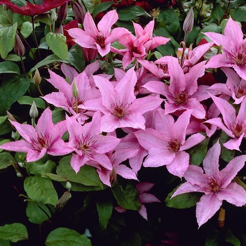 Clematis hagley Hybrid (Waldrebe) - 1,5 Liter Topf - Rosa, Mehrjährig blühende Kletterpflanze & Winterhart | ClematisOnline von ClematisOnline