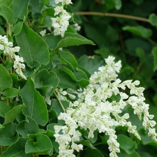 Fallopia aubertii - Polygonum | Schling-Knöterich - sehr starkwüchsig, reichblühend | Mehrjärige Kletterpflanze - Weiß - 1,5 Liter Topf Fallopia aubertii - Polygonum | Schling-Knöterich - sehr starkwüchsig, reichblühend | Mehrjärige Kletterpflanze - Weiß - 1,5 Liter Topf von ClematisOnline