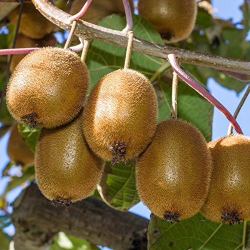 Kiwi: Actinidia Jenny - Männliche und Weiblich: selbstbefruchtend - Winterhart | ClematisOnline Kletterpflanzen Kiwi: Actinidia Jenny - Männliche und Weiblich: selbstbefruchtend - Winterhart | ClematisOnline Kletterpflanzen von ClematisOnline