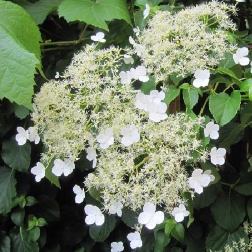 Kletterhortensie (Hydrangea anomala Petiolaris/Hortensie) Kletterpflanze - Weiß, Mehrjährig & Winterhart - Hortensien - 2 Liter Topf | ClematisOnline Kletterpflanzen von ClematisOnline