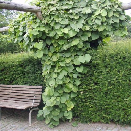 Pfeifenwinde/Pfeifenblume (Aristolochia macrophylla (durior)) - Kletterpflanze - Mehrjährig und Winterhart - Gelb/Grün | 1,5 Liter Topf von ClematisOnline