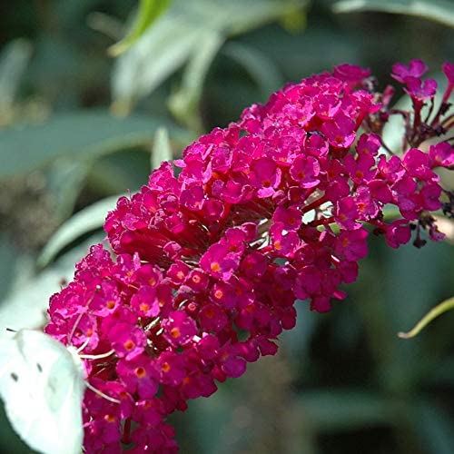 Sommerflieder Buddleja Royal Red - Duftend und Winterhart - Buddleia | 1,5 Liter Topf von ClematisOnline