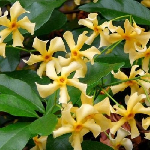 Sternjasmin 2er Set Gelb - Toskanischer Sternjasmin - 2 x Kletterpflanzen winterhart - Duftjasmin - Lieblich-intensiven Duft - Jasmin Pflanze - 2 x 1,5 L Topf - Jasmin - Wachstum bis zu 400 cm Höhe Sternjasmin 2er Set Gelb - Toskanischer Sternjasmin - 2 x Kletterpflanzen winterhart - Duftjasmin - Lieblich-intensiven Duft - Jasmin Pflanze - 2 x 1,5 L Topf - Jasmin - Wachstum bis zu 400 cm Höhe von ClematisOnline