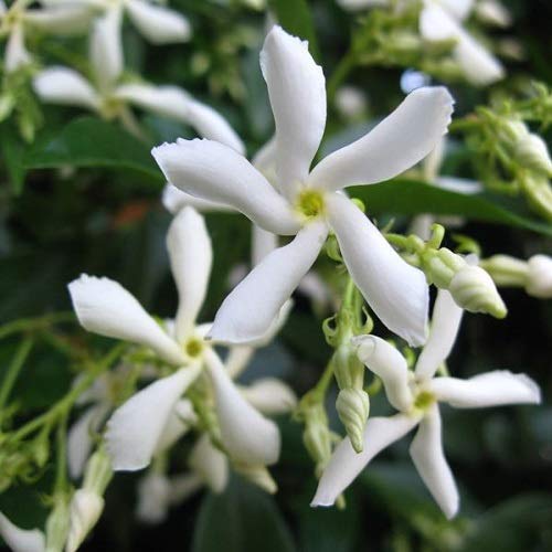 Sternjasmin 2er Set Weiß - 2 x Kletterpflanzen winterhart - Immergrüner Duftjasmin - Jasmin Pflanze - 2 x 1,5 Liter Topf - Winterharte Pflanzen für den Garten - Jasmin - Wachstum bis zu 400 cm Höhe von ClematisOnline