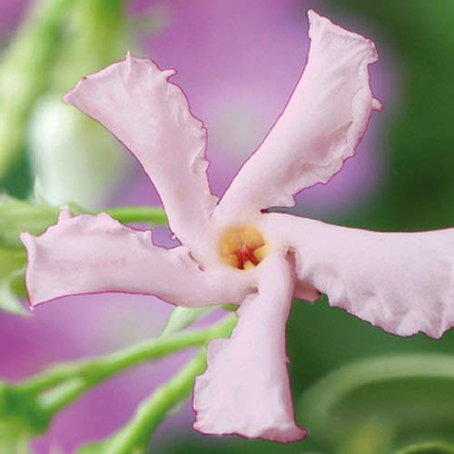 Sternjasmin Rosa - Stern von Sizilien - Toskanischer Sternjasmin - Kletterpflanzen winterhart - Immergrüner Duftjasmin - 1,5 L Topf - Winterharter Jasmin - ClematisOnline - Wachstum bis zu 400 cm Höhe von ClematisOnline