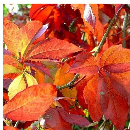 selbstklimmender Mauerwein 'Engelmannii' (Parthenocissus quinquefolia 'Engelmannii') - Rot und Winterhart - 1.5 Liter Topf | ClematisOnline Kletterpflanzen & Blumen von ClematisOnline