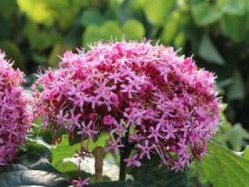 China Losbaum, 40-60 cm, Clerodendrum bungei, Containerware von Clerodendrum bungei