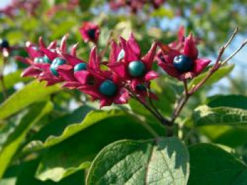 Harlekin-Losbaum, 80-100 cm, Clerodendrum trichotomum var. fargesii, Containerware von Clerodendrum trichotomum var. fargesii