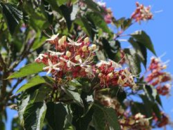 Japanischer Losbaum, 40-60 cm, Clerodendrum trichotomum, Containerware von Clerodendrum trichotomum