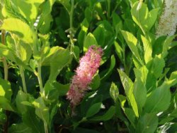 Scheineller / Silberkerzenstrauch 'Pink Spire', 40-60 cm, Clethra alnifolia 'Pink Spire', Containerware von Clethra alnifolia 'Pink Spire'