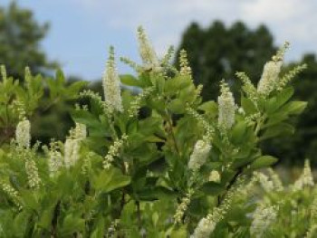 Silberkerzenstrauch / Zimterle / Scheineller, 10-20 cm, Clethra alnifolia, Topfware von Clethra alnifolia