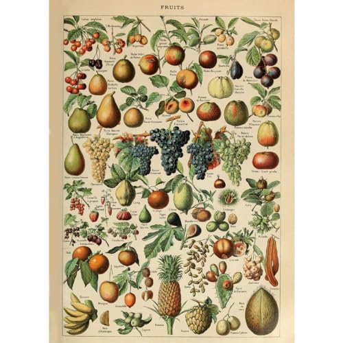 Clever-Deko Poster/Bild/Kunstdruck 70x50 Obst Früchte Südfrüchte Lehrtafel Lehrmittel Nostalgie Retr Vintage von Clever-Deko
