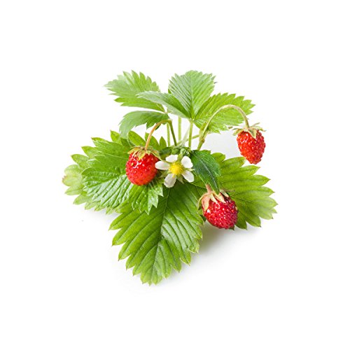 Click and Grow Wald-Erdbeere 9 Stück, Pflanzschalen für Wilderdbeeren, Nachfüll Plant Pods Substratkapsel für Smart Garden von Click & Grow