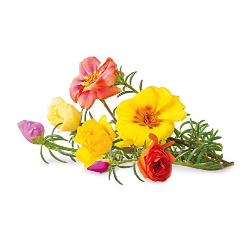 Wand Farm Refill, 9er Pack Moss Rose von Click & Grow