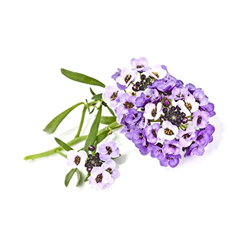 Wand Farm Refill, 9er Pack Sweet Alyssum von Click & Grow