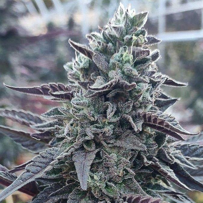 Sherb Cream Pie von Clone Only USA