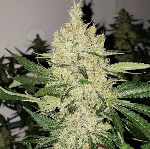 Lemon Thai Amnesia von Clone Only