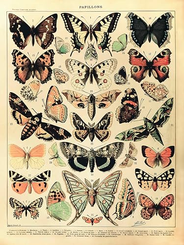 Close Up Adolphe Millot Papillons Kunstdruck | Vintage Lehrposter Wanddekoration | Schmetterlingsarten im Antik Look | 30 x 40 cm Close Up Adolphe Millot Papillons Kunstdruck | Vintage Lehrposter Wanddekoration | Schmetterlingsarten im Antik Look | 30 x 40 cm von Close Up