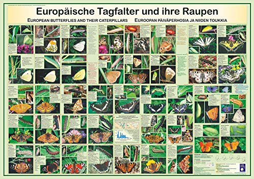 Close Up Europäische Tagfalter und ihre Raupen Poster deutsch DIN A1 (84,1cm x 59,4cm) + Geschenkverpackung. Verschenkfertig! von Close Up