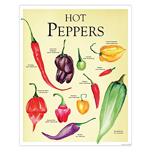 Close Up Hot Peppers Kunstdruck/Paprika Küchenposter Kleinformat 40x50cm - Premium Qualität von Close Up