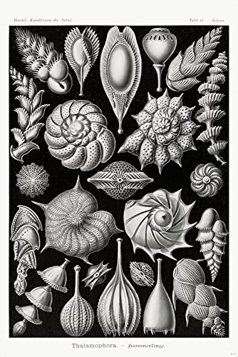 Close Up Kammerlinge Poster Plakat - Tafel 81 - Ernst Haeckel Kunstformen der Natur 61,0 x 91,5 cm von Close Up