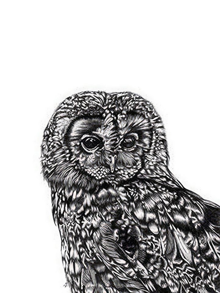 Close Up Kunstdruck Tawny Owl Kunstdruck Eule Lucy Francis 30 x 40 cm von Close Up