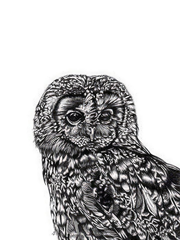 Close Up Poster Tawny Owl Kunstdruck Eule Lucy Francis 30 x 40 cm von Close Up