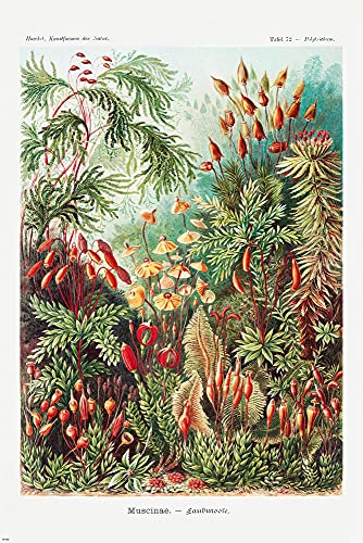 Close Up Laubmoose (Muscinae) Poster Ernst Haeckel - Kunstformen der Natur - Tafel 72 (61cm x 91,5cm) von Close Up