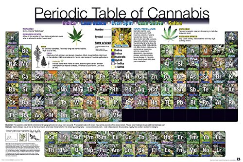 Close Up Periodic Table of Cannabis Periodensystem der Hanfsorten (91,5cm x 61cm) + weiÃŸe Geschenkverpackung. Verschenkfertig! von Close Up