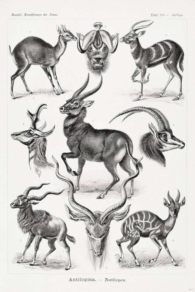 Close Up Poster Antilopen Poster Ernst Haeckel Kunstformen der Natur 61 x von Close Up