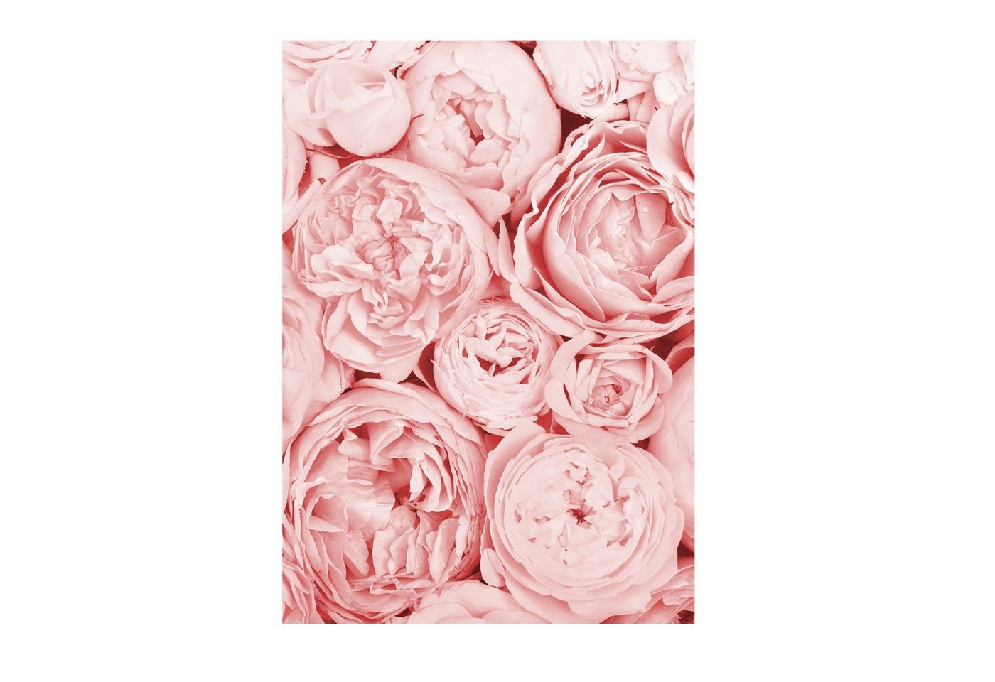 Close Up Poster Blume Kunstdruck Din A4 21 x 29,7 cm von Close Up