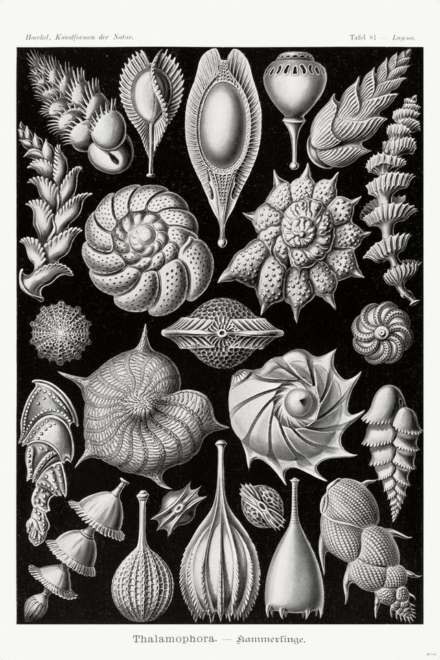 Close Up Poster Kammerlinge Poster E. Haeckel Kunstformen der Natur Tafel 81 von Close Up